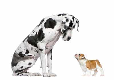 Partners hondengedragstherapie Utrecht